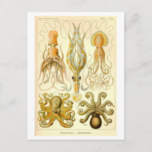 Carte Postale Illustration vintage de calmars et de pieuvres