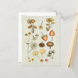 Carte postale / illustration Vintage de champignon