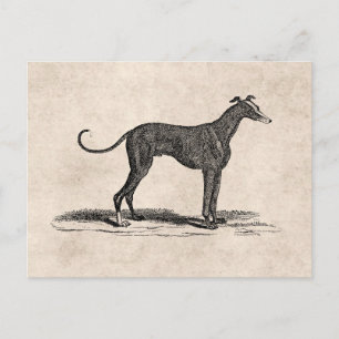 Carte Postale Illustration vintage de Chien de Greyhound datant 
