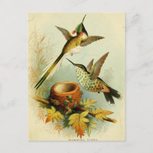 Carte Postale Illustration vintage de colibri