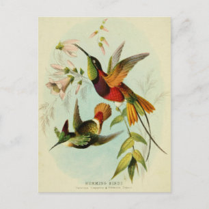 Carte Postale Illustration vintage de colibri