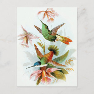 Carte Postale Illustration vintage de colibri