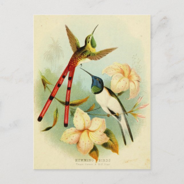 Carte Postale Illustration vintage de colibri (Devant)