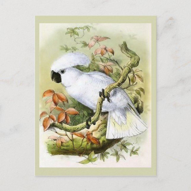 Carte Postale Illustration Vintage de la Cockatoo à pois de souf (Devant)
