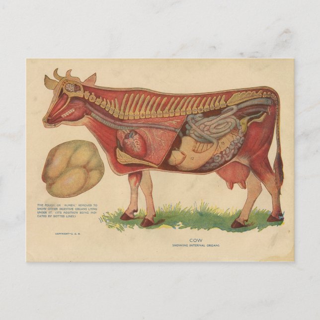 Carte Postale Illustration vintage de l'anatomie de la vache 191 (Devant)