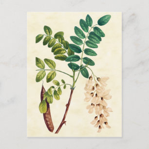 Carte Postale Illustration vintage de l'arbre de Criquet botaniq