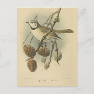 Carte Postale Illustration vintage de l'European Crested Tit