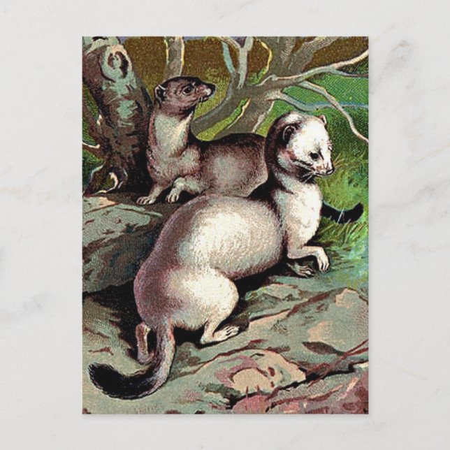 Carte Postale Illustration vintage de l'mine (Devant)