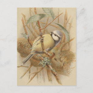 Carte Postale Illustration vintage de mésange bleue