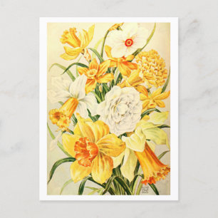 Carte Postale Illustration vintage de Narcisse et de Daffodil