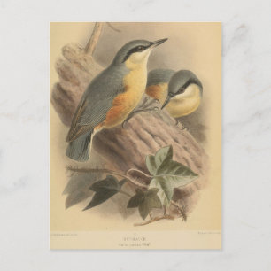 Carte Postale Illustration vintage de Nuthatch