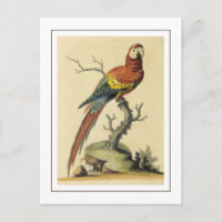 Illustration vintage de perroquets aras écarlates