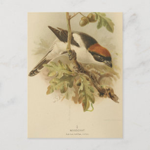 Carte Postale Illustration vintage de Pie-grièche d'été