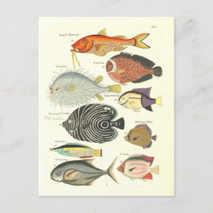 Carte Postale Illustration vintage de poissons colorés