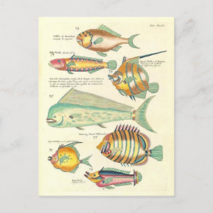 Carte Postale Illustration vintage de poissons colorés