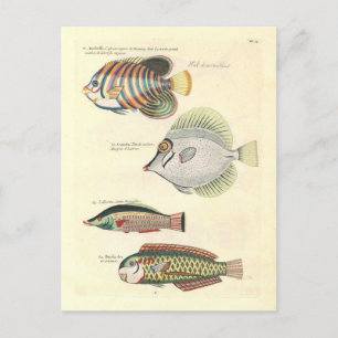 Carte Postale Illustration vintage de poissons colorés