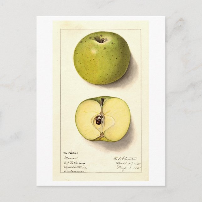 Carte Postale Illustration vintage de pomme verte (Devant)