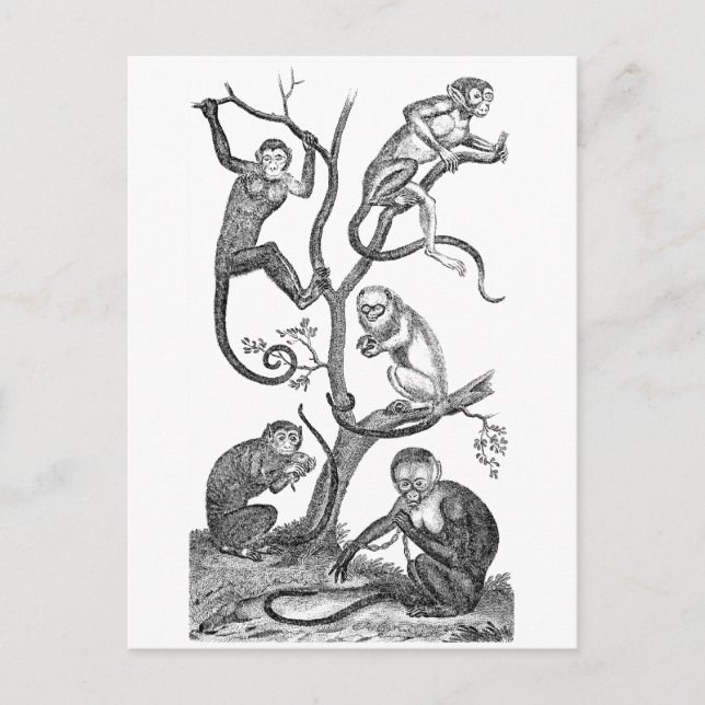 Carte Postale Illustration vintage de singe - Singes des années  (Devant)