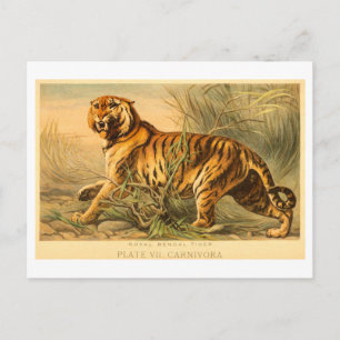 Carte Postale Illustration vintage de tigre du Bengale