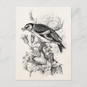 Carte Postale Illustration vintage des années 1800 d'Goldfinch -