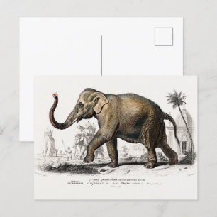 Carte Postale Illustration vintage des éléphants asiatiques de 1