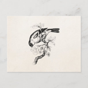 Carte Postale Illustration vintage des oiseaux du 18e siècle - B