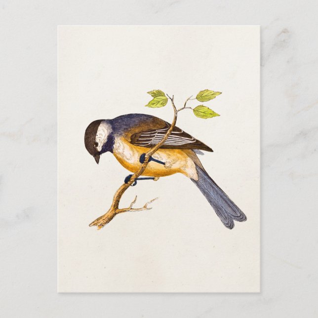 Carte Postale Illustration vintage d'oiseaux chanteurs - Oiseaux (Devant)
