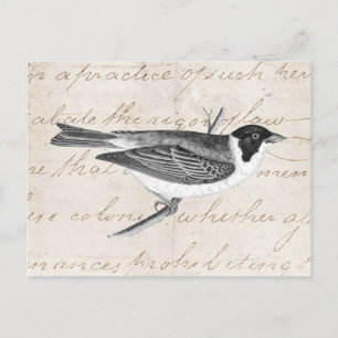 Carte Postale Illustration vintage d'oiseaux chanteurs - Oiseaux