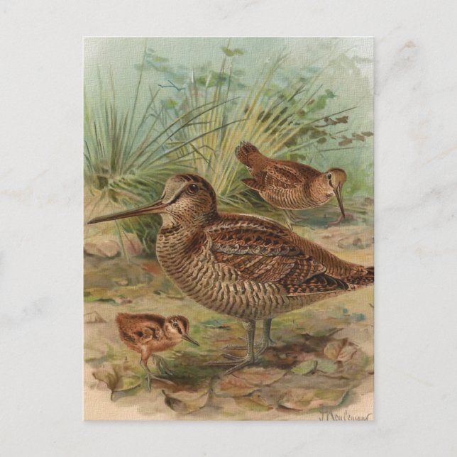 Carte Postale Illustration Vintage d'oiseaux "Woodcock" (Devant)