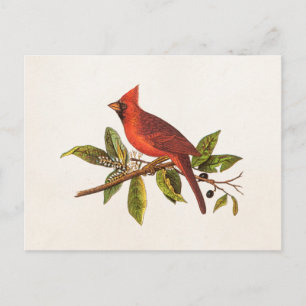 Carte Postale Illustration vintage du cardinal Song - années 180