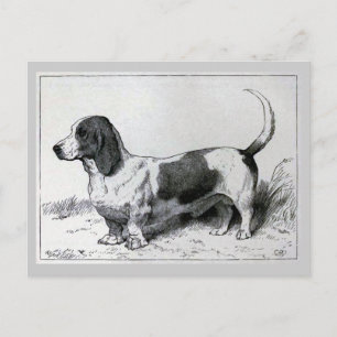 Carte Postale Illustration Vintage du chien "Basset Hound"