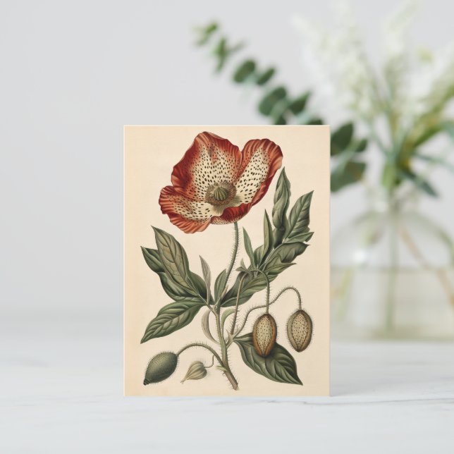 Carte Postale Illustration vintage du pavot (Debout devant)