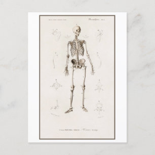 Carte Postale Illustration Vintage du squelette humain