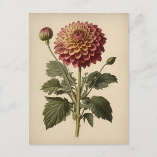 Carte Postale Illustration vintage d'un dahlia