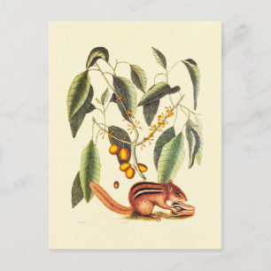 Carte Postale Illustration vintage d'un tamia