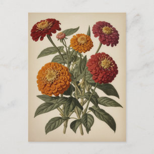 Carte Postale Illustration vintage d'une zinnia