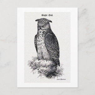 Carte Postale Illustration Vintage "Eagle Owl"