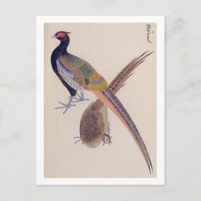 Carte Postale Illustration vintage : faisan (Devant)