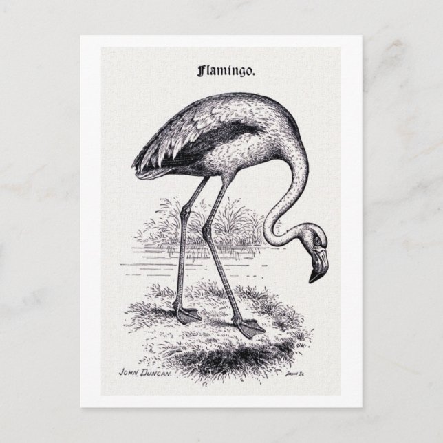 Carte Postale Illustration Vintage "Flamant rose" (Devant)