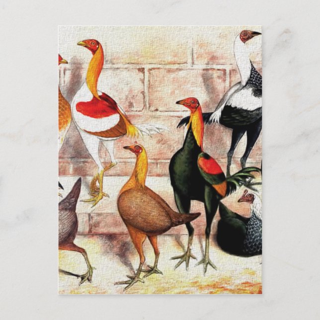 Carte Postale Illustration Vintage "Game Bantams" (Devant)