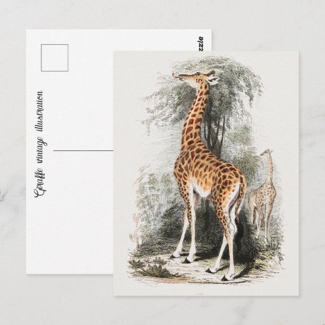 Carte Postale Illustration vintage Giraffe (Devant / Derrière)