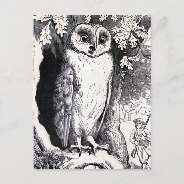 Carte Postale Illustration Vintage "Hibou" (Devant)