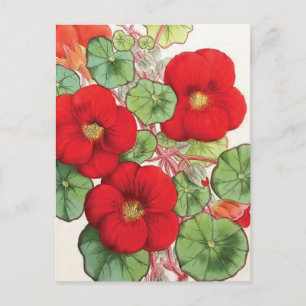 Carte Postale Illustration Vintage "Nasturtium"