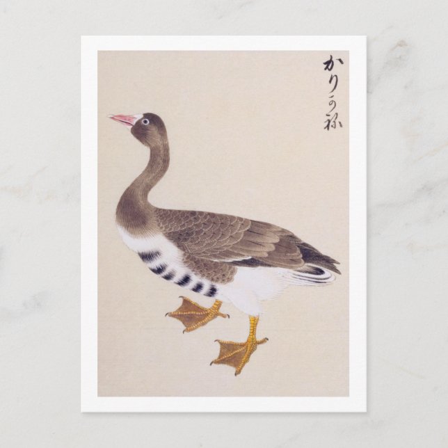 Carte Postale Illustration vintage : Oie sauvage (Devant)