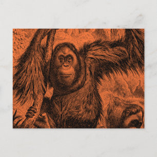 Carte Postale Illustration vintage Orange Orangutan - Singe