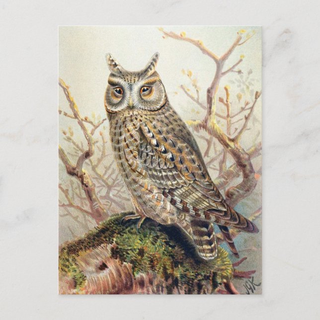 Carte Postale Illustration vintage Owl (Devant)