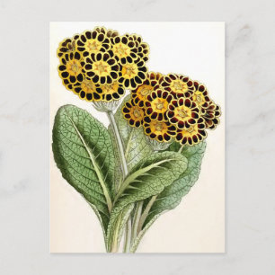 Carte Postale Illustration Vintage "Polyanthus"