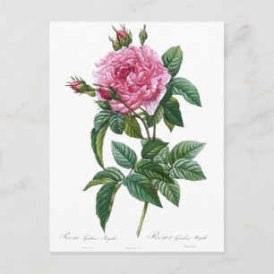 Carte Postale Illustration vintage Rose