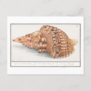 Carte Postale Illustration vintage Seashell