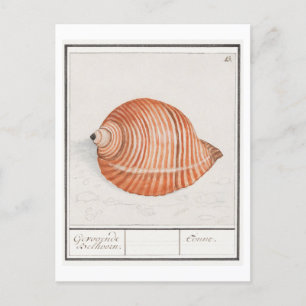 Carte Postale Illustration vintage Seashell